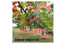 【南信州高森町】さくらんぼ狩り(2名様)