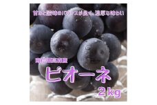 【南信州高森産】ピオーネ 2㎏ 2025年9月中旬より発送 長野県 信州 農家直送 果物 くだもの ぶどう 旬のぶどう 山吹ぶどう狩り組合