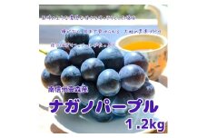 【南信州高森産】ナガノパープル 約1.2kg 8月中旬より発送 長野県 信州 農家直送 果物 くだもの ぶどう 旬のぶどう パープル 山吹ぶどう狩り組合