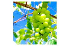 9月中旬より順次発送予定！【長野県高森町】南信州産シャインマスカット 約1.2kg 信州 農家直送 果物 くだもの ぶどう 旬のぶどう シャイン 株式会社マツザワ
