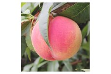 【長野県産】桃(あかつき) 約3kg 秀品 2025年7月中旬から発送 信州 南信州 産地直送 果物 くだもの もも モモ 旬 旬の果物 旬の桃 山下屋荘介