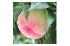 【長野県産】桃(あかつき) 約5kg 秀品 2025年7月中旬から発送 信州 南信州 産地直送 果物 くだもの もも モモ 旬 旬の果物 旬の桃 山下屋荘介