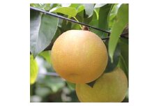 【長野県産】シャリっと瑞々しい梨(幸水または豊水)約3kg 秀品 2025年8月下旬から発送 信州 南信州 高森町 産地直送 果物 くだもの なし ナシ 和梨 旬 旬の果物 旬の梨 山下屋荘介