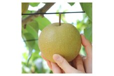 【長野県産】シャリっと瑞々しい梨(幸水または豊水)約5kg 秀品 2025年8月下旬から発送 信州 南信州 高森町 産地直送 果物 くだもの なし ナシ 和梨 旬 旬の果物 旬の梨 山下屋荘介