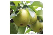 【長野県産】果汁たっぷりの梨(二十世紀梨)約5kg 秀品 9月から順次発送予定 信州 南信州 高森町 産地直送 果物 くだもの なし ナシ 和梨 旬 旬の果物 旬の梨 山下屋荘介