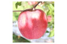【長野県産】サンふじ！約5kg 11月下旬から順次発送予定 信州 南信州 高森町 産地直送 果物 くだもの 旬のりんご 山下屋荘介
