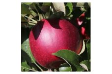 真紅のりんご（秋映）約3kg 秀品 9月下旬から順次発送予定 長野県 信州 南信州 高森町 産地直送 果物 くだもの 旬のりんご 山下屋荘介