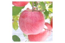 【長野県産】サンふじ！約10kg 11月下旬から順次発送予定 信州 南信州 高森町 産地直送 果物 くだもの 旬のりんご 山下屋荘介