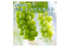 【南信州高森産】シャインマスカット1.2kg 2025年9月中旬より発送 長野県 信州 農家直送 果物 くだもの ぶどう 旬のぶどう シャイン 山吹ぶどう狩り組合
