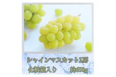 【南信州高森産】旬のシャインマスカット1房(約600g) 9月下旬より発送 長野県 信州 農家直送 果物 くだもの ぶどう 旬のぶどう シャイン 化粧箱 ギフト 贈答