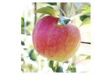 【長野県産!】甘～いりんご(シナノスイート)約5kg 秀品 10月上旬から順次発送予定 信州 南信州 高森町 産地直送 果物 くだもの 旬のりんご 山下屋荘介