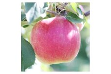 【長野県産!】甘～いりんご(シナノスイート)約3kg 秀品 10月中旬から順次発送予定 信州 南信州 高森町 産地直送 果物 くだもの 旬のりんご 山下屋荘介