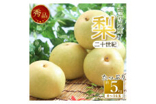 【南信州産】梨「二十世紀」秀品約5kg（8玉～16玉） 2025年9月上旬より発送 長野県 信州 高森町 産地直送 果物 くだもの なし ナシ 和梨 旬 旬の果物 旬の梨 ギフト 贈答 JAみなみ信州