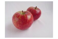 南信州から産地直送！シャキシャキの夏りんご『シナノリップ』5kgサイズ箱【家庭用】 長野県 信州 高森町 果物 くだもの 旬 旬の果物 旬のりんご 訳あり アグリスタくましろ