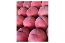 南信州から産地直送！あまーい桃『あかつき』約2.7kg 7月中下旬より順次発送予定 長野県 信州 高森町 果物 くだもの もも モモ 旬 旬の果物 旬の桃 ギフト 贈答 アグリスタくましろ
