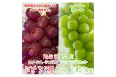 クイーンルージュTM＆シャインマスカットぶどう2種セット約1kg 2025年9月中旬より発送 長野県 信州 南信州 高森町 農家直送 果物 くだもの ぶどう 旬のぶどう 山吹ぶどう狩り組合
