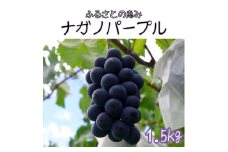 【南信州高森産】ふるさとの恵みナガノパープル1.5kg  長野県 信州 農家直送 果物 くだもの ぶどう 旬のぶどう 寺沢孝臣