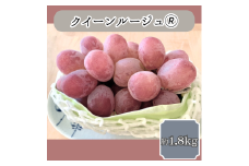 クイーンルージュ(R) 約1.8kg 9月中旬より発送 長野県 信州 南信州 高森町 農家直送 果物 くだもの ぶどう 旬のぶどう