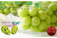 【先行予約】＜9月下旬頃～配送＞南信州阿智村 シャインマスカット｜果物 フルーツ 期間限定 数量限定 ぶどう 葡萄 1.0～1.2kg 信州 長野