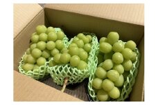 下條産『シャインマスカット 約2kg』