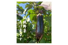 7-G10　信州伝統野菜　喬木村産志げ子なす4本セット