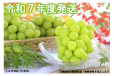 7-J29 シャインマスカット 秀品 約1kg(2房)