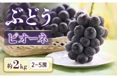 A-20 ＜先行受付＞ぶどう ピオーネ 約2kg【2～5房】※2025年9月中旬～9月下旬発送予定※