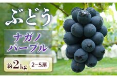B-1＜先行受付＞ぶどう ナガノパープル 約2kg【2～5房】※2025年8月下旬～9月上旬発送予定※