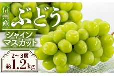 A-86【先行受付】丘の上ファーム原農園の『シャインマスカット』約1.2kg(2～3房)