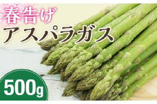 I-16 春告げアスパラガス 約500ｇ（12～15本入り）＜2025年4月以降随時発送＞