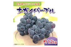 【2025年9月中旬頃発送予定】ナガノパープル 約1.2kg（2～3房）＜先行受付中＞