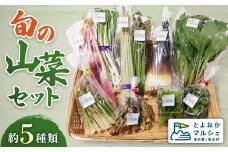 天然物！旬の山菜セット（5種類程度）＜4月以降順次発送開始予定＞【期間限定】【数量限定】