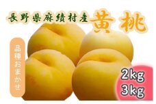 【2025年収穫分】長野県 麻績村産 黄桃 桃 3kg 期間限定 黄金桃 黄貴妃 おまかせ品種 おすすめ品種 フルーツ 果物 産地直送 予約 長野 麻績 新返礼品 令和7年 令和7年分 収穫分 8月下旬 9月上旬 9月中旬 発送