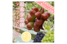 ティアーズレッド　おまかせぶどう詰め合わせ（2~3房）