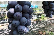 2025年先行予約 厳選 長野県産 ナガノパープル たっぷり3～4房 約2kg 果物 ぶどう フルーツ ブドウ