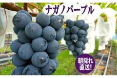 2025年先行予約 まつもとぶどう園 ナガノパープル2房 約1kg 果物 フルーツ 巨峰 リザマート 種なし 濃厚 甘味 ポルフェノール 健康食品 大粒