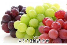 【先行予約】2025年産 ぶどう3種セット 約420g 果物 フルーツ デザート 食後 おやつ シャインマスカット 巨峰 ベニバラード 詰め合わせ 食べ比べ 信州 長野県産