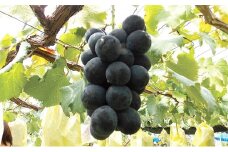 種なし巨峰 約2kg 4～5房 果物 ぶどう フルーツ ブドウ