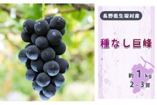 2025年先行予約 種なし巨峰2～3房入り約800g～1kg 果物類 フルーツ 果物 新鮮 瑞々しい