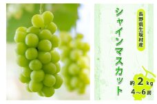 2025年先行予約 シャインマスカット4～6房入り 約1.7～2kg 果物類 フルーツ 果物 新鮮 瑞々しい