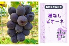 種なしピオーネ　2～3房入り（約800g～1kg） 果物 ぶどう フルーツ 上品な甘み 種無しぶどう 旬の果物