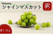 2025年発送 先行予約 訳あり シャインマスカット約1.2kg（バラ房） 産地直送  長野 おすすめ フルーツ ぶどう 果物 果物類