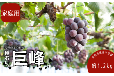 2025年発送 先行予約 家庭用 種あり巨峰1.2kg (4～6房) 果物類 ぶどう マスカット フルーツ