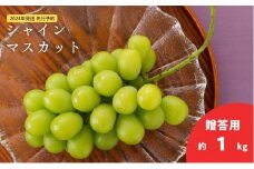 2025年発送 先行予約 贈答用 シャインマスカット約1kg（2房） 果物類 ぶどう フルーツ