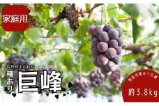 2025年発送 先行予約 家庭用 種あり巨峰3.8kg (9～13房) 果物 ぶどう フルーツ セット 食べ比べ デザート 食後 産地直送 果物詰め合わせ