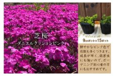 芝桜 ダニエルクッションピンク 15ポット [夢農場 長野県 池田町 48110566] 