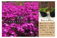 芝桜　ダニエルクッションピンク　45ポット [夢農場 長野県 池田町 48110434] 