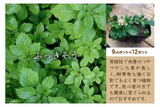 ふっきそう 9センチポット×12ポット [夢農場 長野県 池田町 48110439] フッキソウ 富貴草 苗 植木 苗木 花 植物 グラウンドカバー ガーデニング 雑草対策