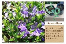 ビンカミノール 9センチポット×12ポット [夢農場 長野県 池田町 48110438] 花  苗 植物 ガーデニング グラウンドカバー 青 紫 セット 雑草対策