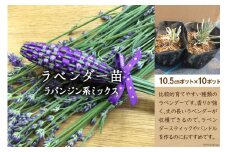 ラベンダー 苗 ( ラバンジン系 ミックス ) 10.5センチポット×10P / 夢農場 / 長野県 池田町 [48110019]  鉢植え 花 植物 香り の 強い ラバンディン系 セット